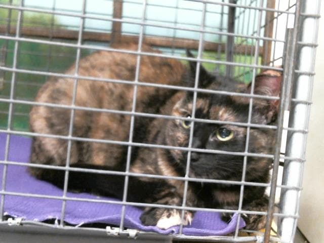 Zoe - Domestic Short Hair
