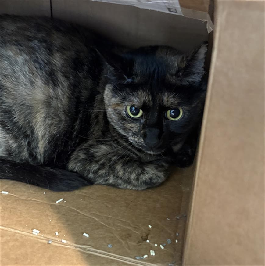Zoe - Domestic Short Hair