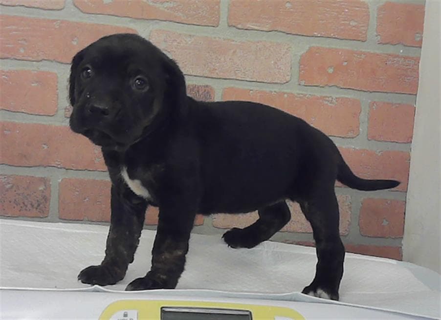 Unknown - Labrador Retriever