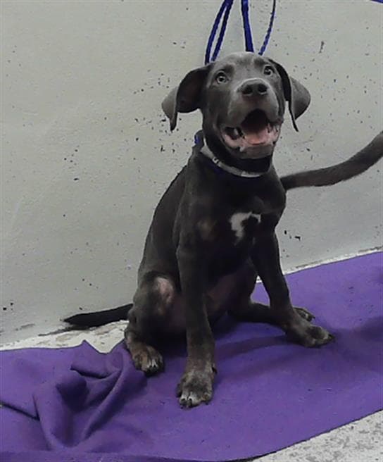 Silva - Cane Corso Mastiff