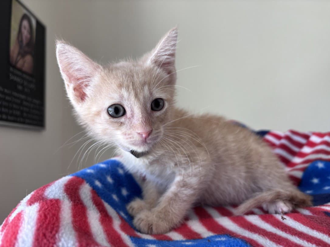 George - Domestic Short Hair