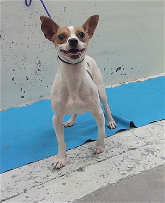 Unknown - Chihuahua