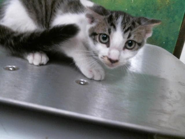 Tut - Domestic Short Hair