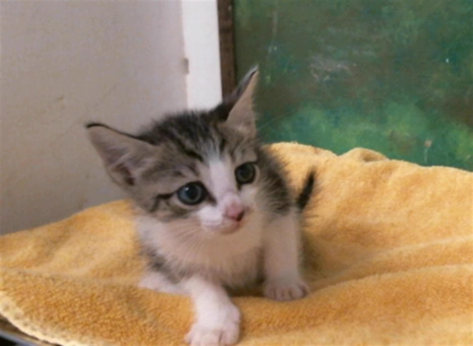 Jet - Domestic Short Hair