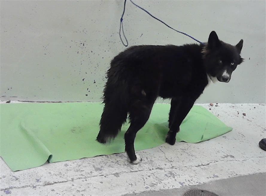 Bear - Husky