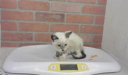 Unknown image 1