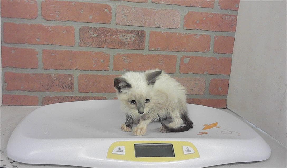 Unknown - Domestic Short Hair