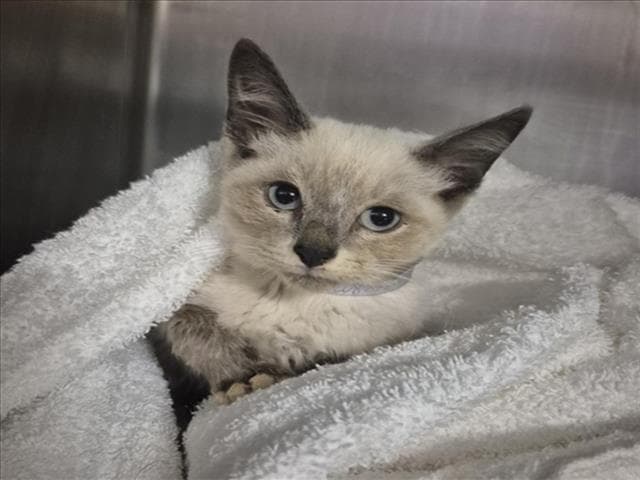 Unknown - Domestic Short Hair