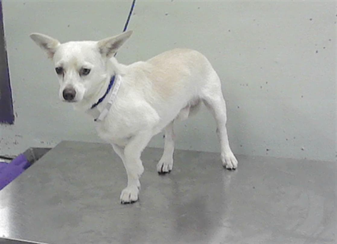 Opi - Chihuahua