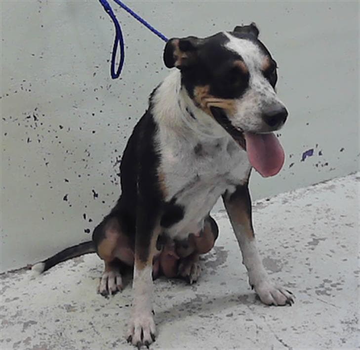 Jenna - American Staffordshire Terrier