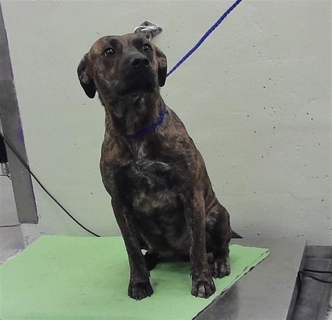 Unknown - Staffordshire Bull Terrier