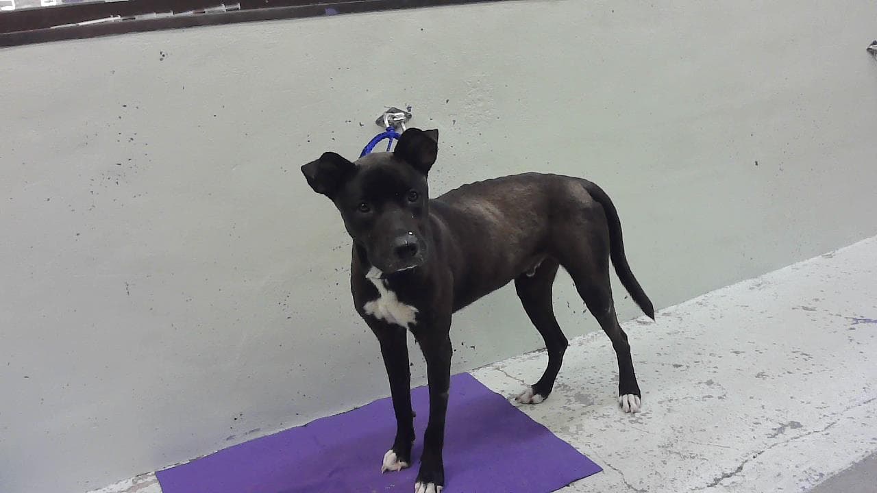 Astro - Staffordshire Bull Terrier