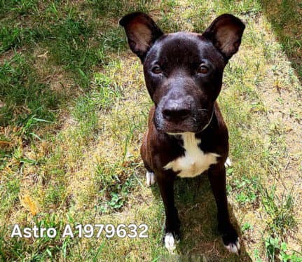 Astro - Staffordshire Bull Terrier