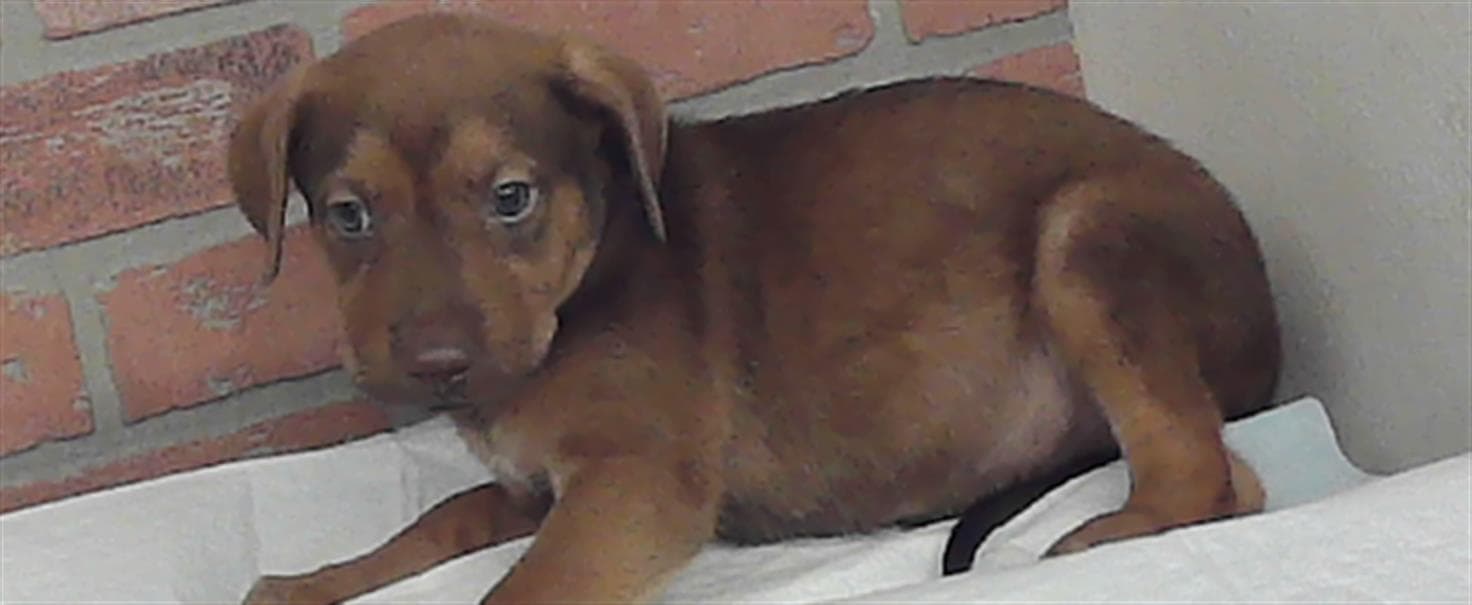 Seth - Staffordshire Bull Terrier