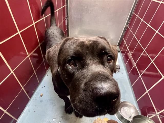 Unknown - Mastiff