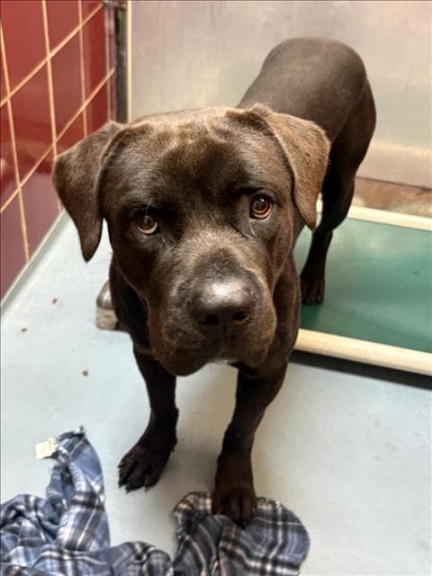 Unknown - Mastiff