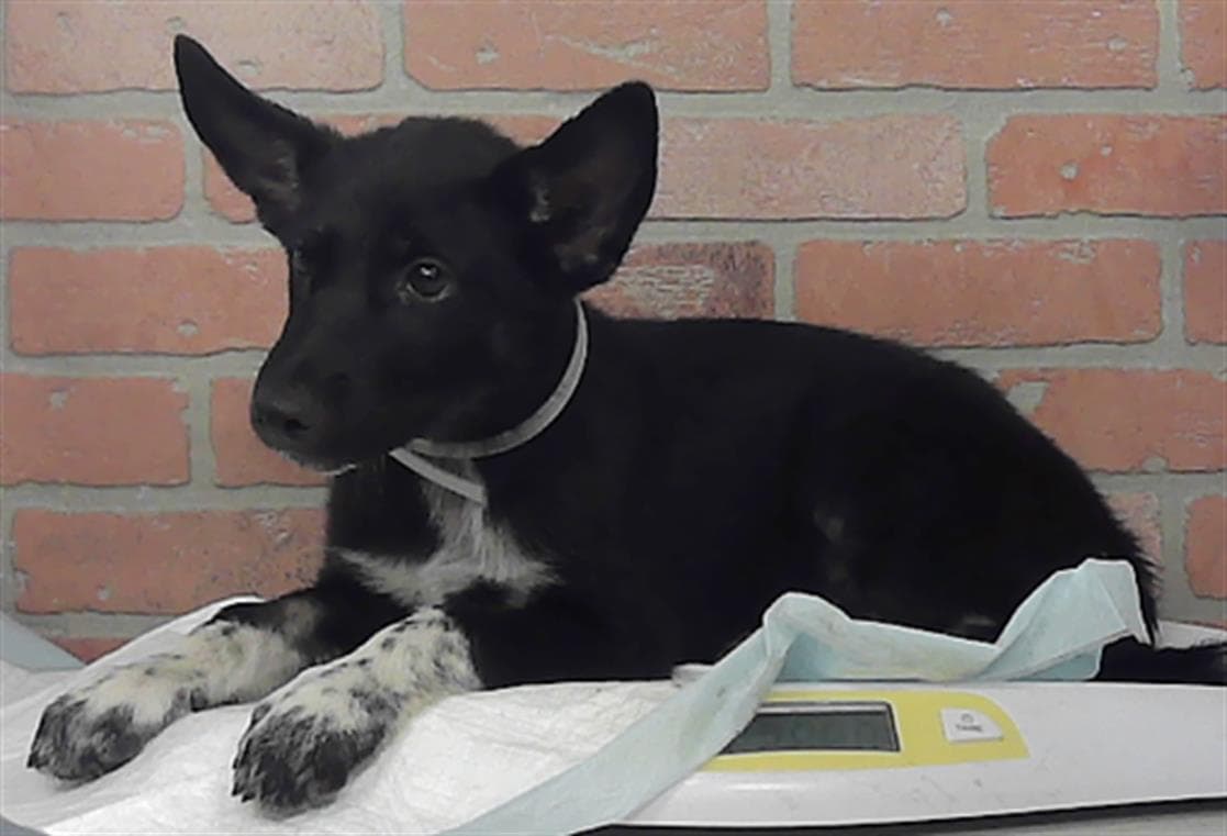 Unknown - Husky