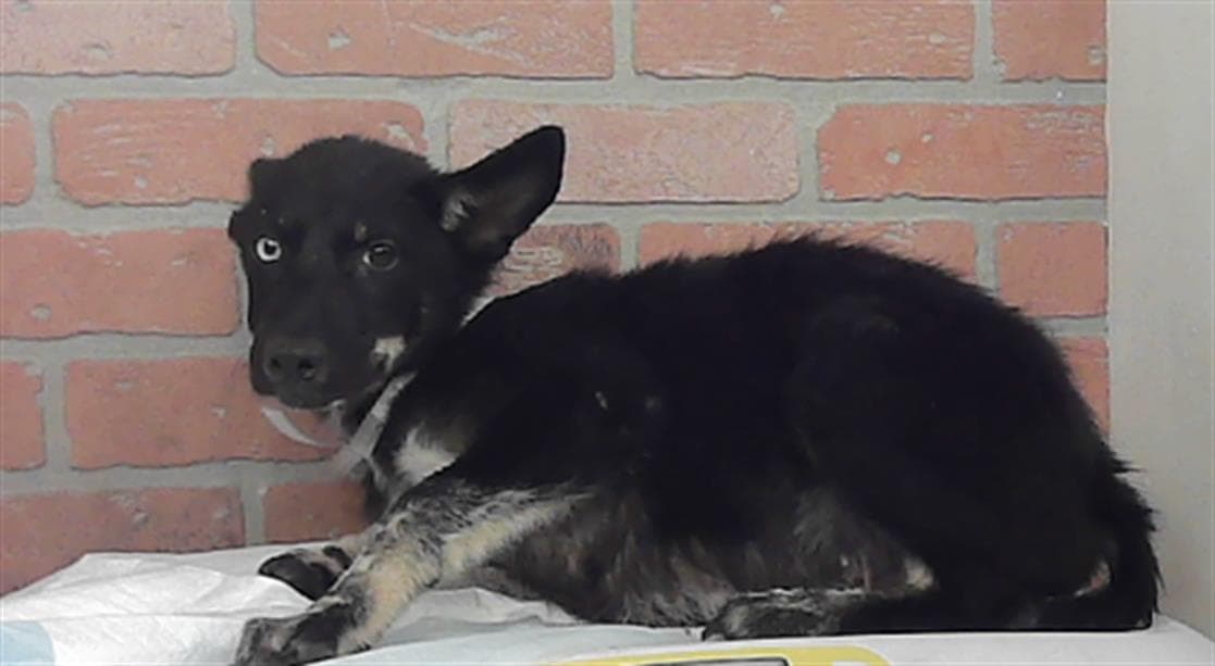 Unknown - Husky
