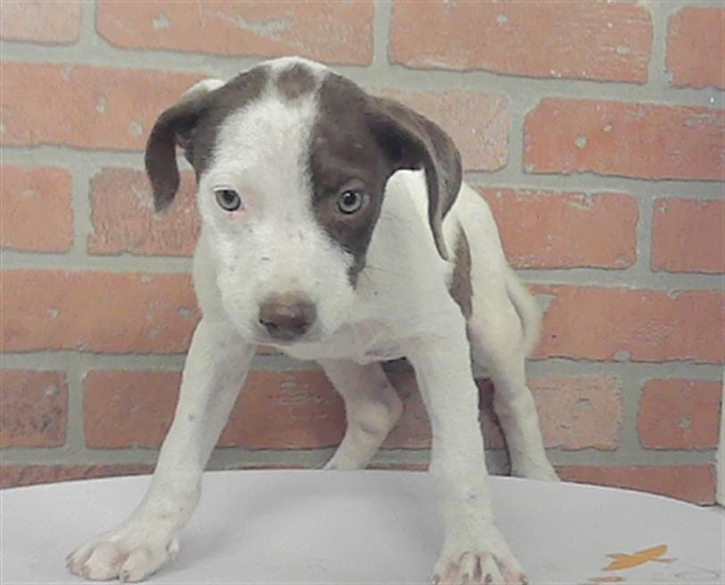 Unknown - Staffordshire Bull Terrier