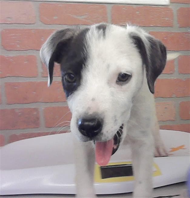 Unknown - Staffordshire Bull Terrier