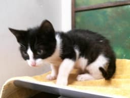 Tux image 1