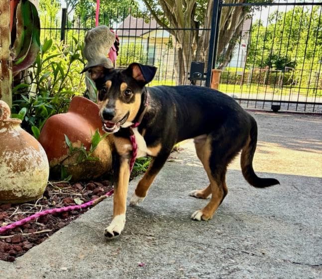 Unknown - German Shepherd Dog