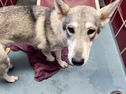 Sasha image 1