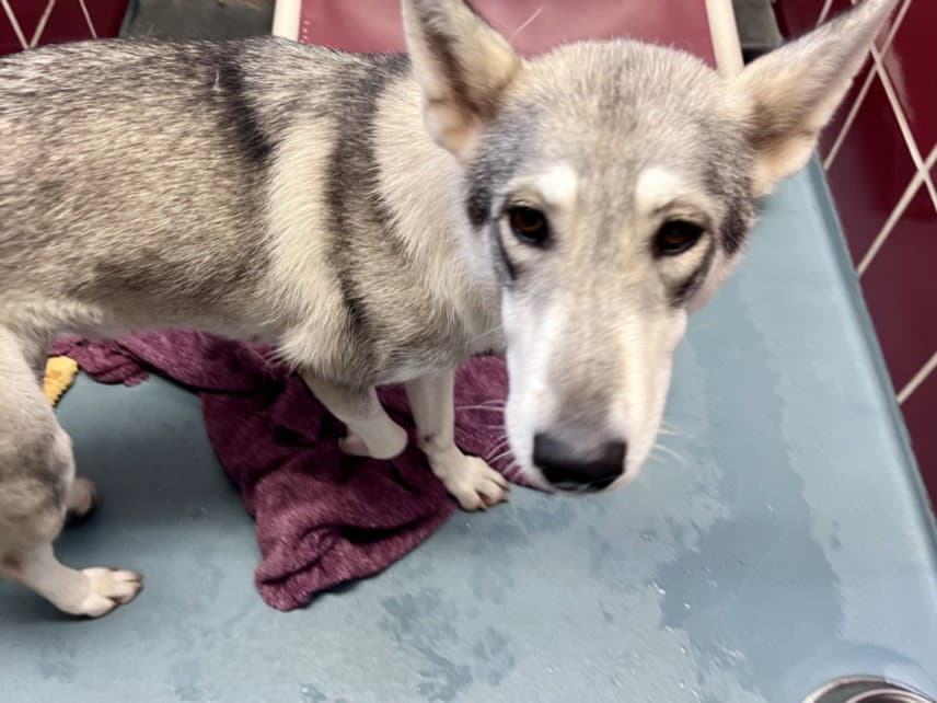 Sasha - Siberian Husky