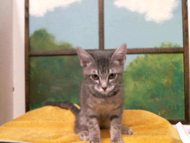 Unknown - Domestic Short Hair