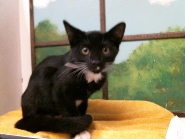 Unknown - Domestic Short Hair
