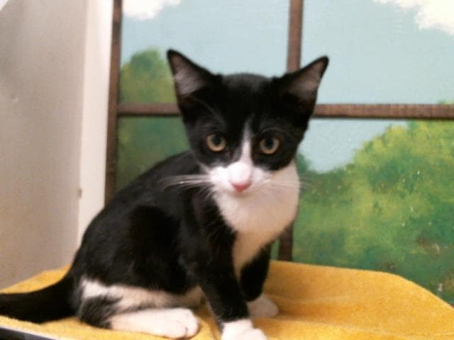 Unknown - Domestic Short Hair