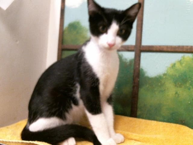 Moe - Domestic Short Hair