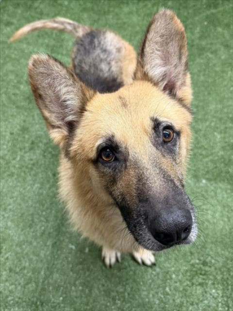 Mcallister - German Shepherd Dog