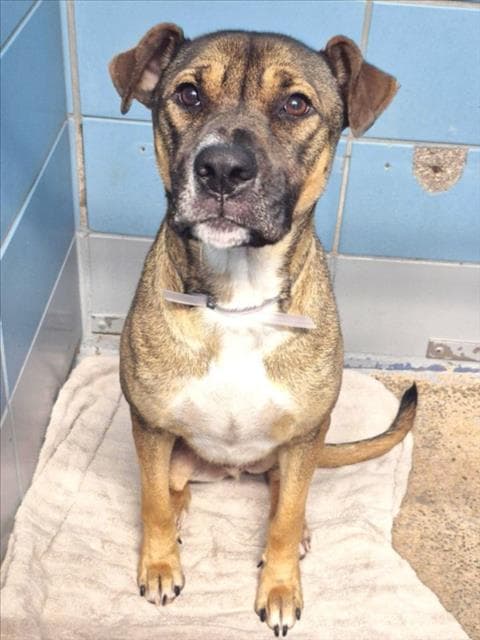 Bourbon - Staffordshire Bull Terrier