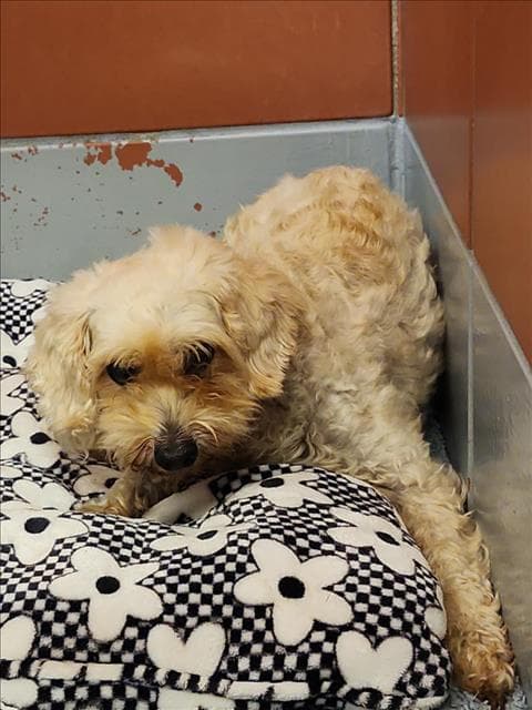 Guero - Poodle (Miniature)