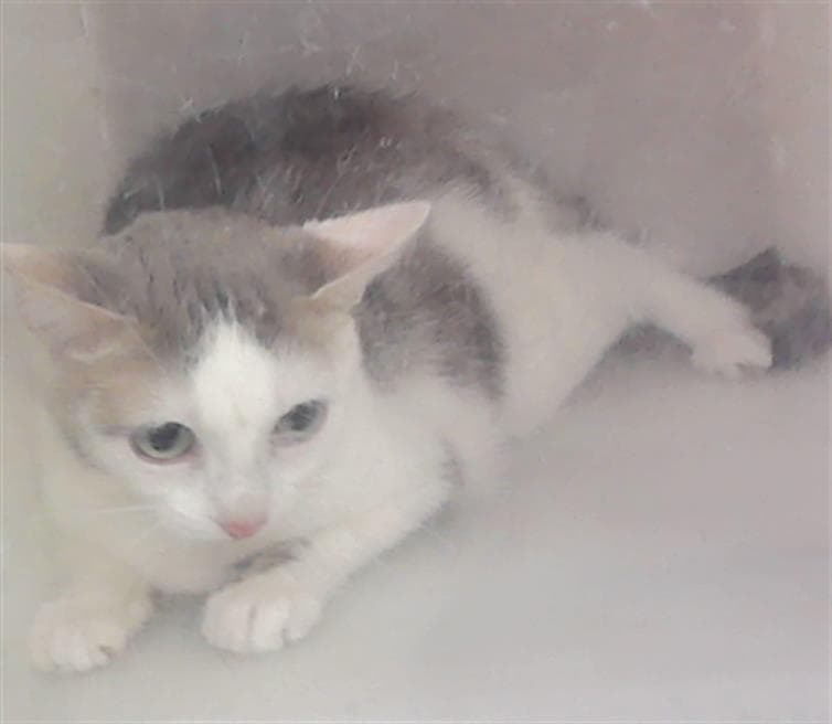 Unknown - Domestic Short Hair