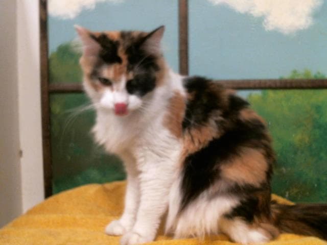 Unknown - Domestic Short Hair