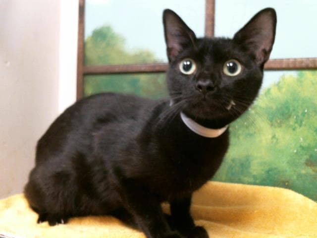 Unknown - Domestic Short Hair