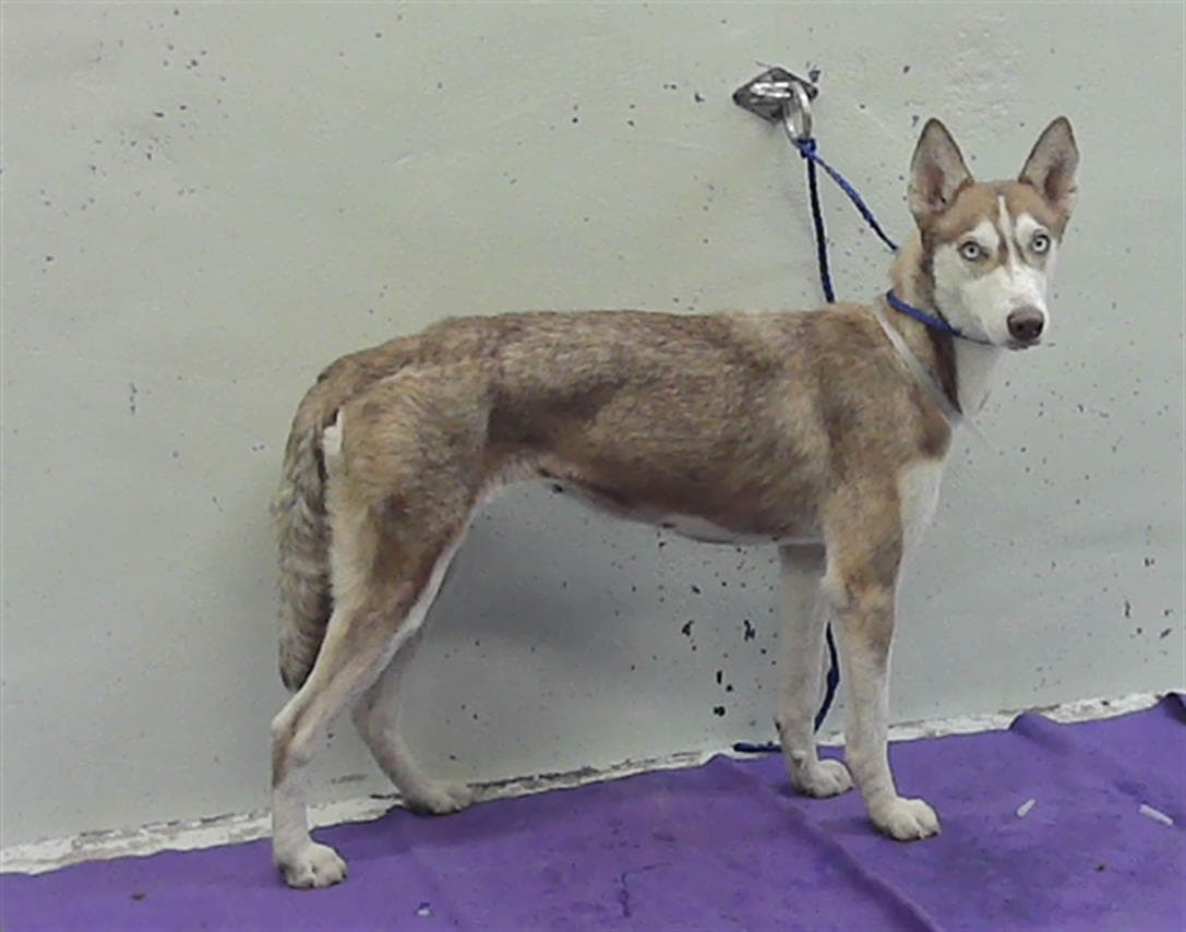 Prina - Husky