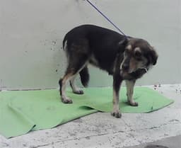 Izzy image 1
