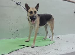 Mila image 1