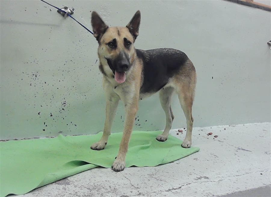 Mila - German Shepherd Dog