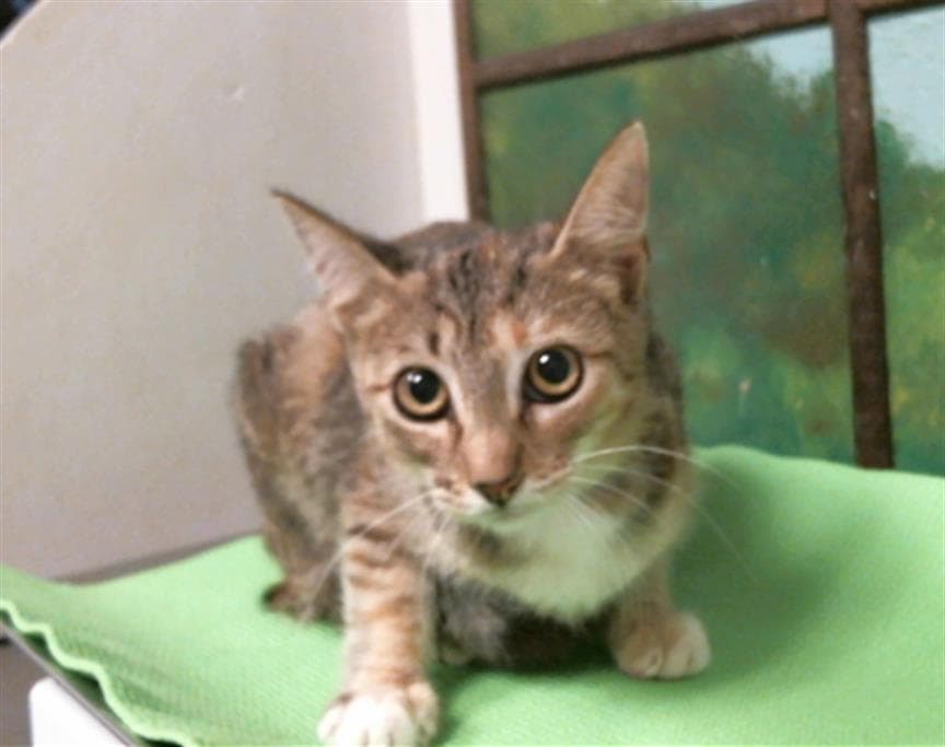 Bre - Domestic Short Hair
