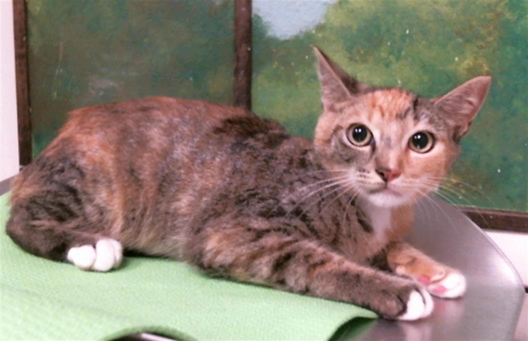 Bria - Domestic Short Hair