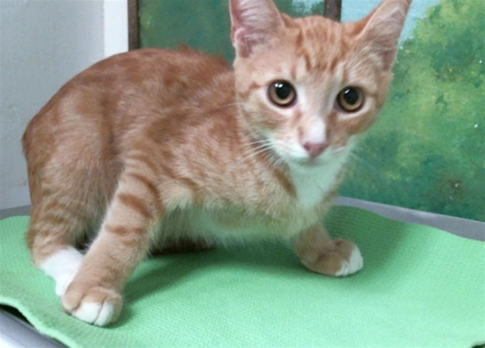 Brian - Domestic Short Hair