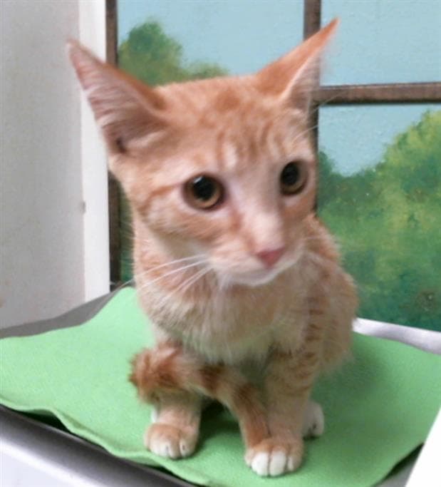 Brat - Domestic Short Hair