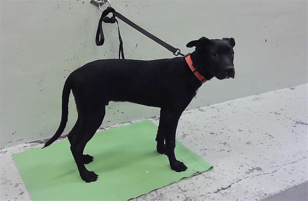Cowboy - Labrador Retriever