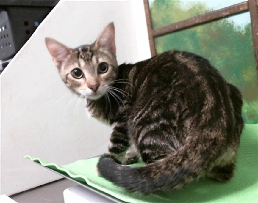 Rocky - Domestic Short Hair