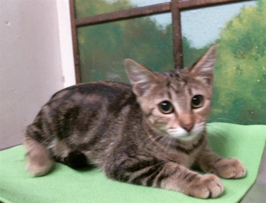 Adrian - Domestic Short Hair