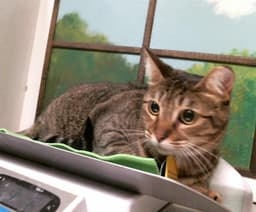 Nena image 1